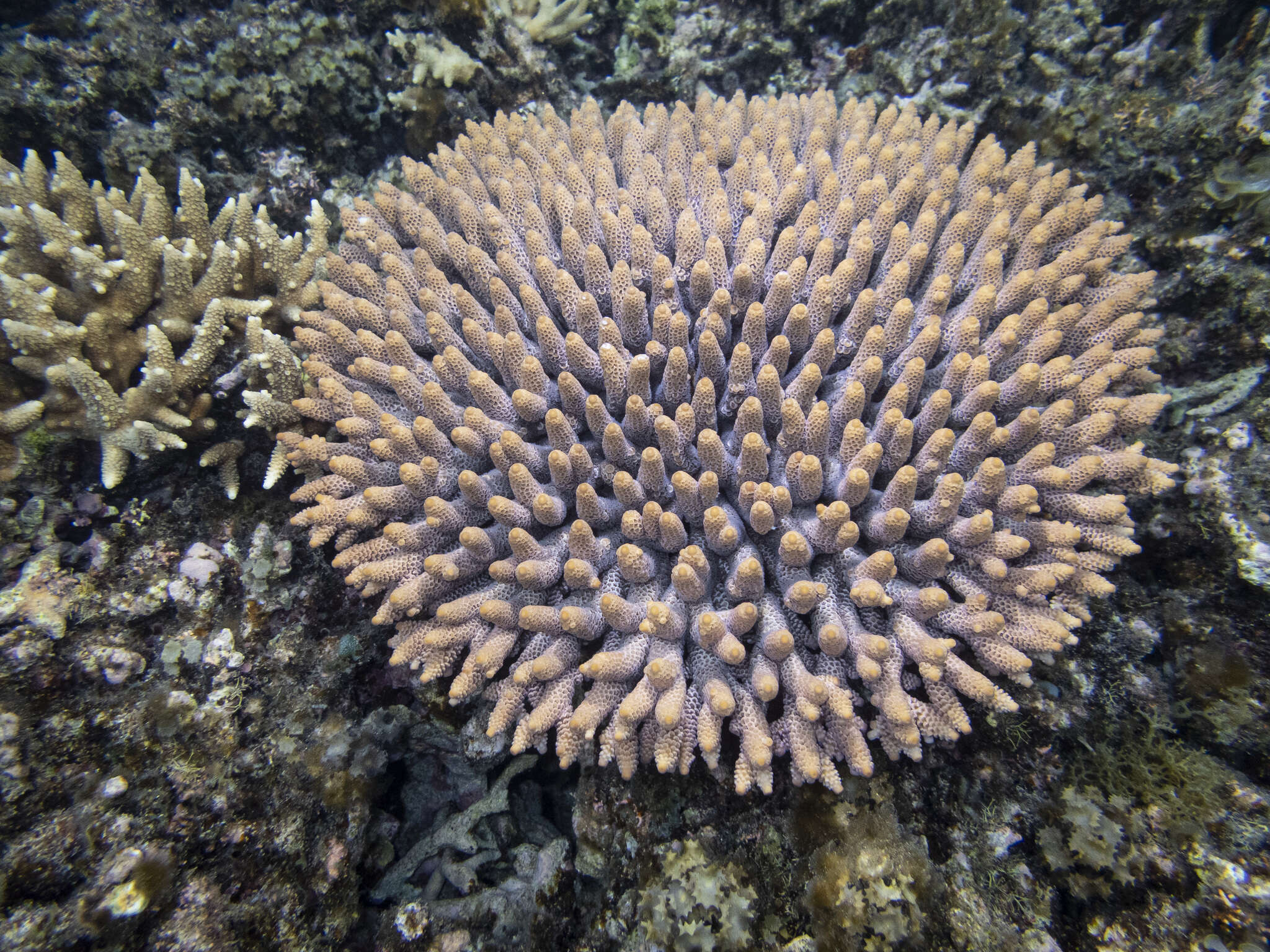 Imagem de Acropora spathulata (Brook 1891)