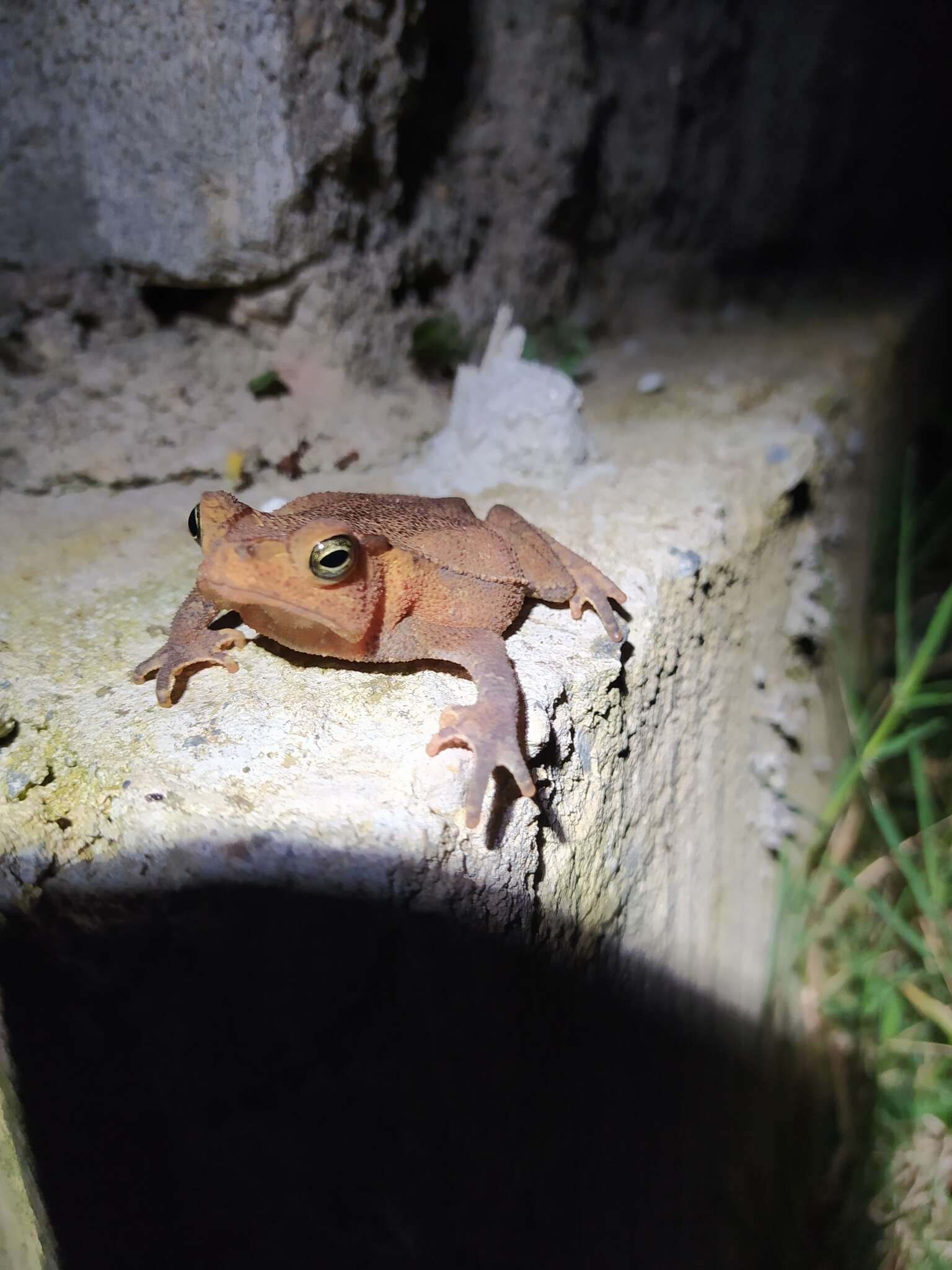 Image of Rhinella sternosignata (Günther 1858)