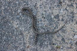 Image of Horseshoe Whip Snake