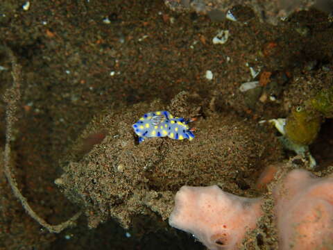 Image of Hypselodoris confetti Gosliner & R. F. Johnson 2018