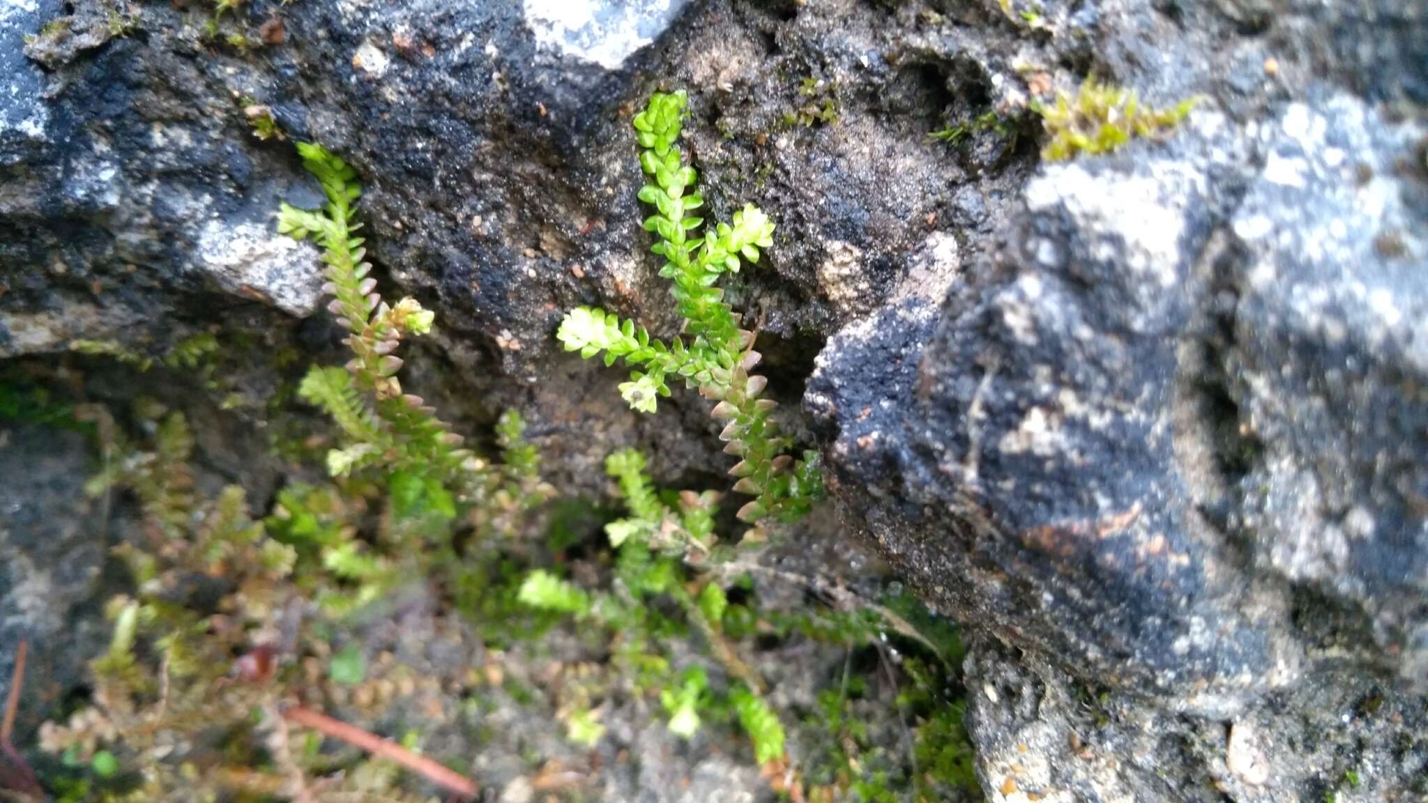 Image of Selaginella helvetica (L.) Spring