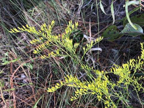 Sivun Solidago odora subsp. odora kuva