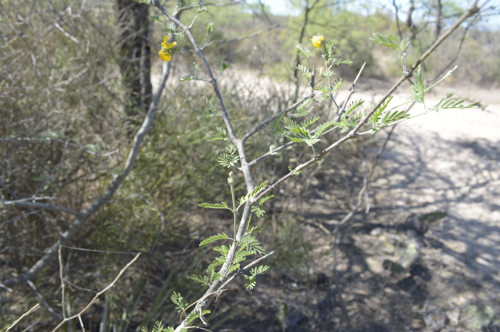 Sivun Gonopterodendron bonariense (Griseb.) Godoy-Bürki kuva