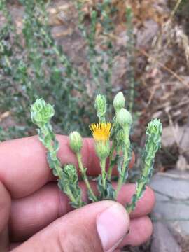 Image of sessileflower false goldenaster