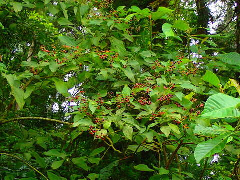 Image of Clerodendrum cyrtophyllum Turcz.