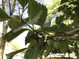 Image of Hawthorn mealybug