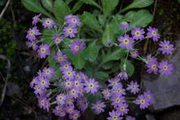 Image of Primula farinifolia Rupr.