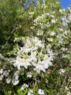 Image of Alabama azalea