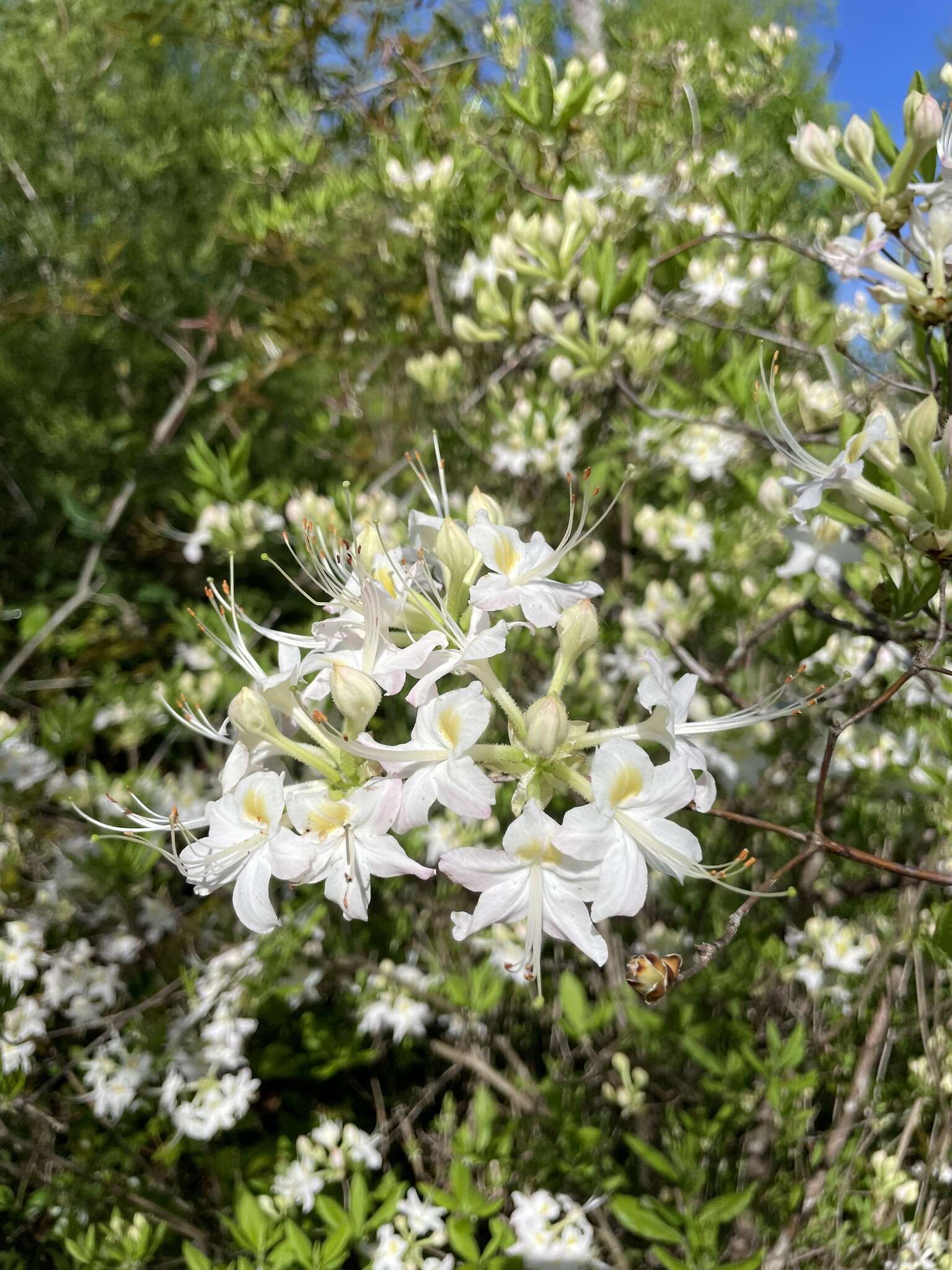 Image of Alabama azalea