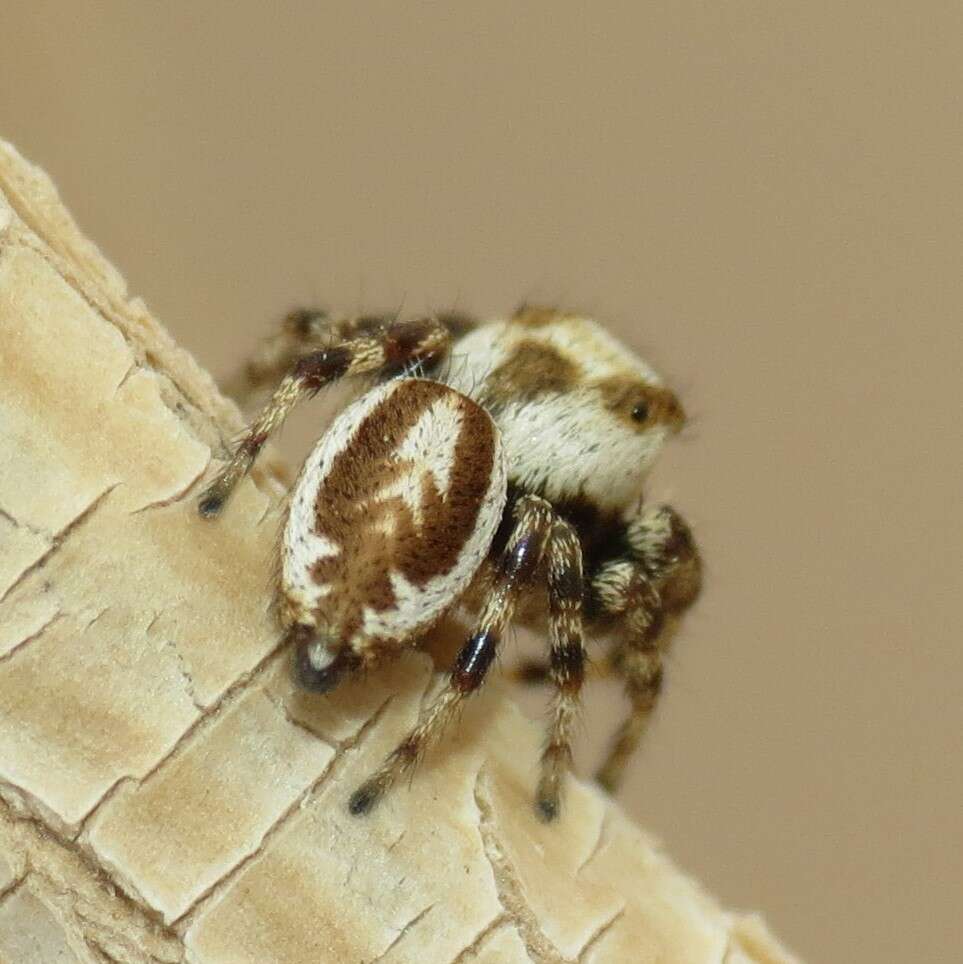 Plancia ëd Metaphidippus carmenensis (Chamberlin 1924)