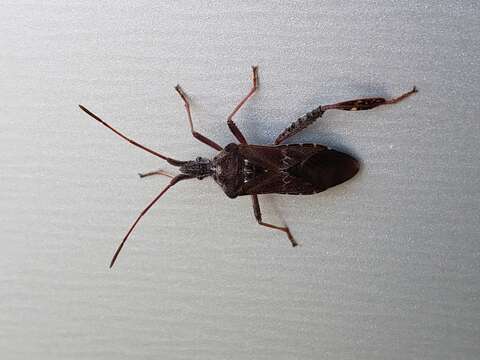 Image of Leaf-footed Pine Seed Bug