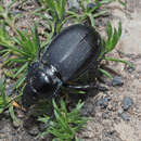 Plancia ëd Zabrus (Eutroctes) aurichalceus (M. Adams 1817)