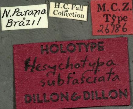 Image of <i>Hesychotypa subfasciata</i> Dillon & Dillon 1945