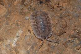 Image of Porcellio spatulatus Costa 1882