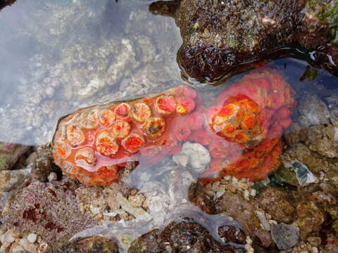 Image of Orange Cup Coral