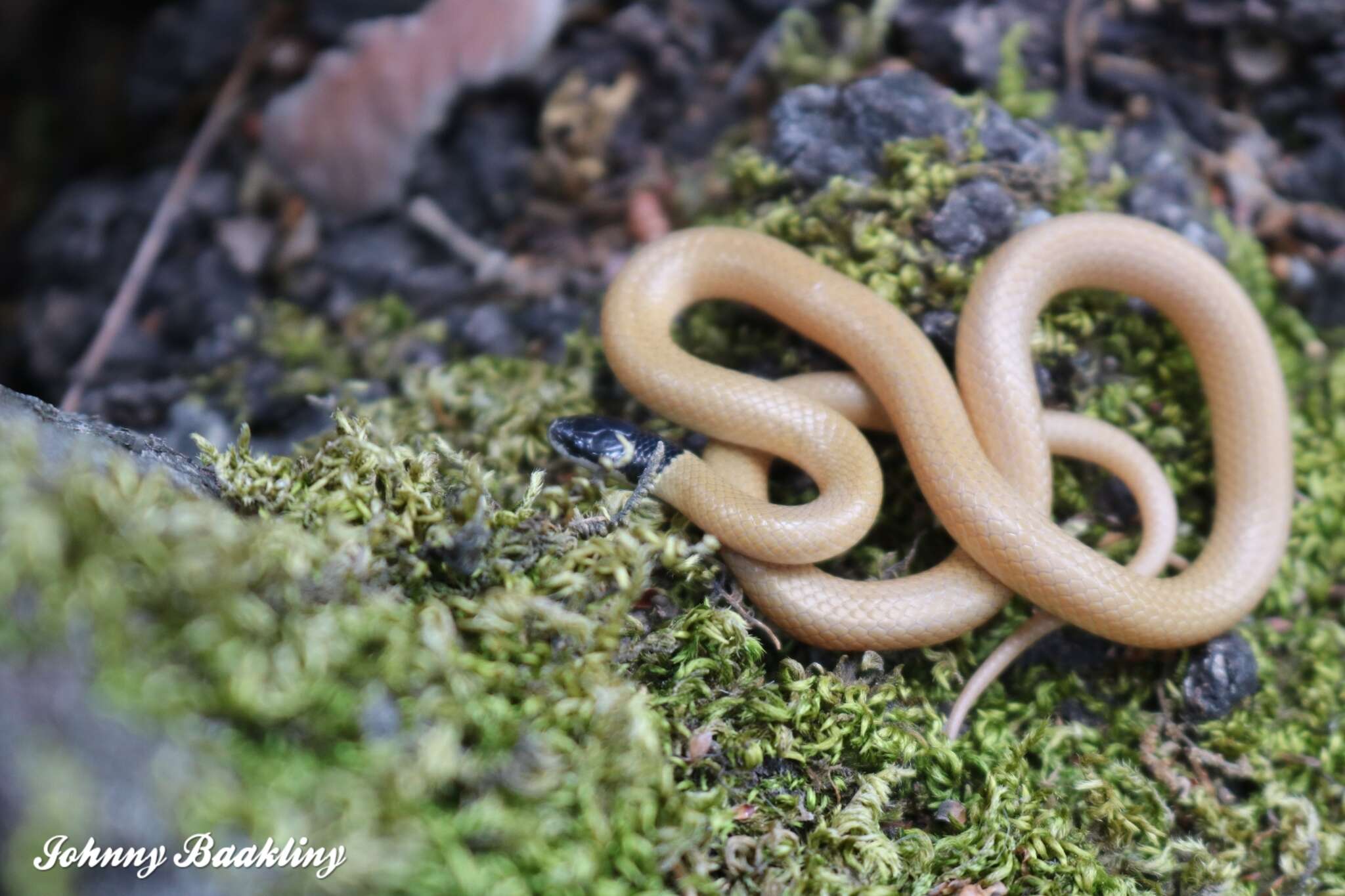 Rhynchocalamus melanocephalus (Jan 1862)的圖片