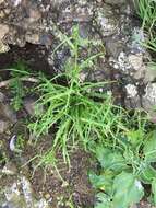 Image of Philbrick's desertdandelion