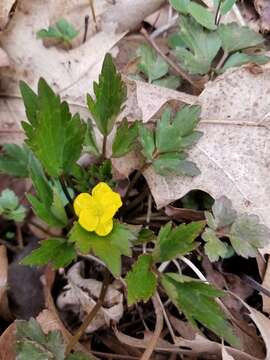 Image of bristly buttercup