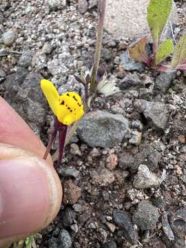 Image of Linaria amethystea subsp. multipunctata (Brot.) Chater & D. A. Webb