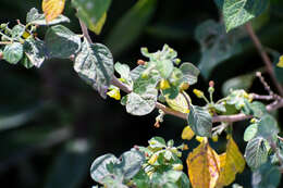 Image of Capsicum rhomboideum (Dun.) Kuntze