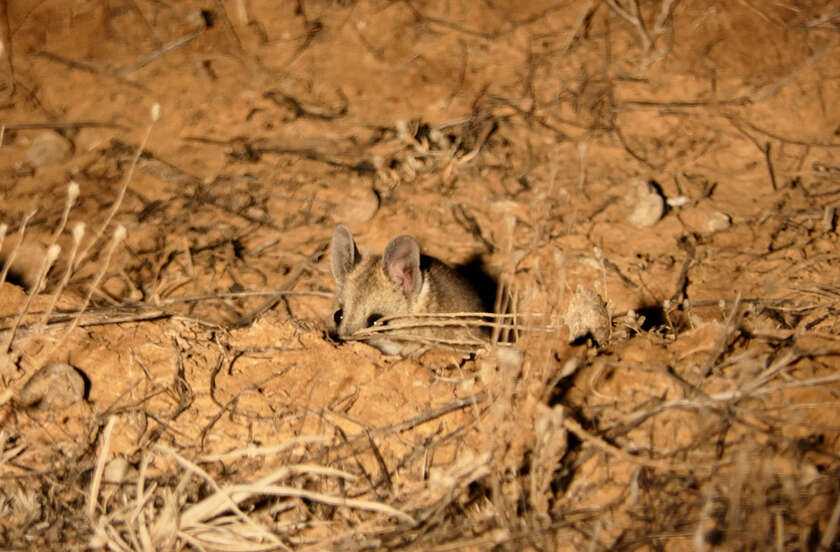 Image of Fat-tailed Dunnart