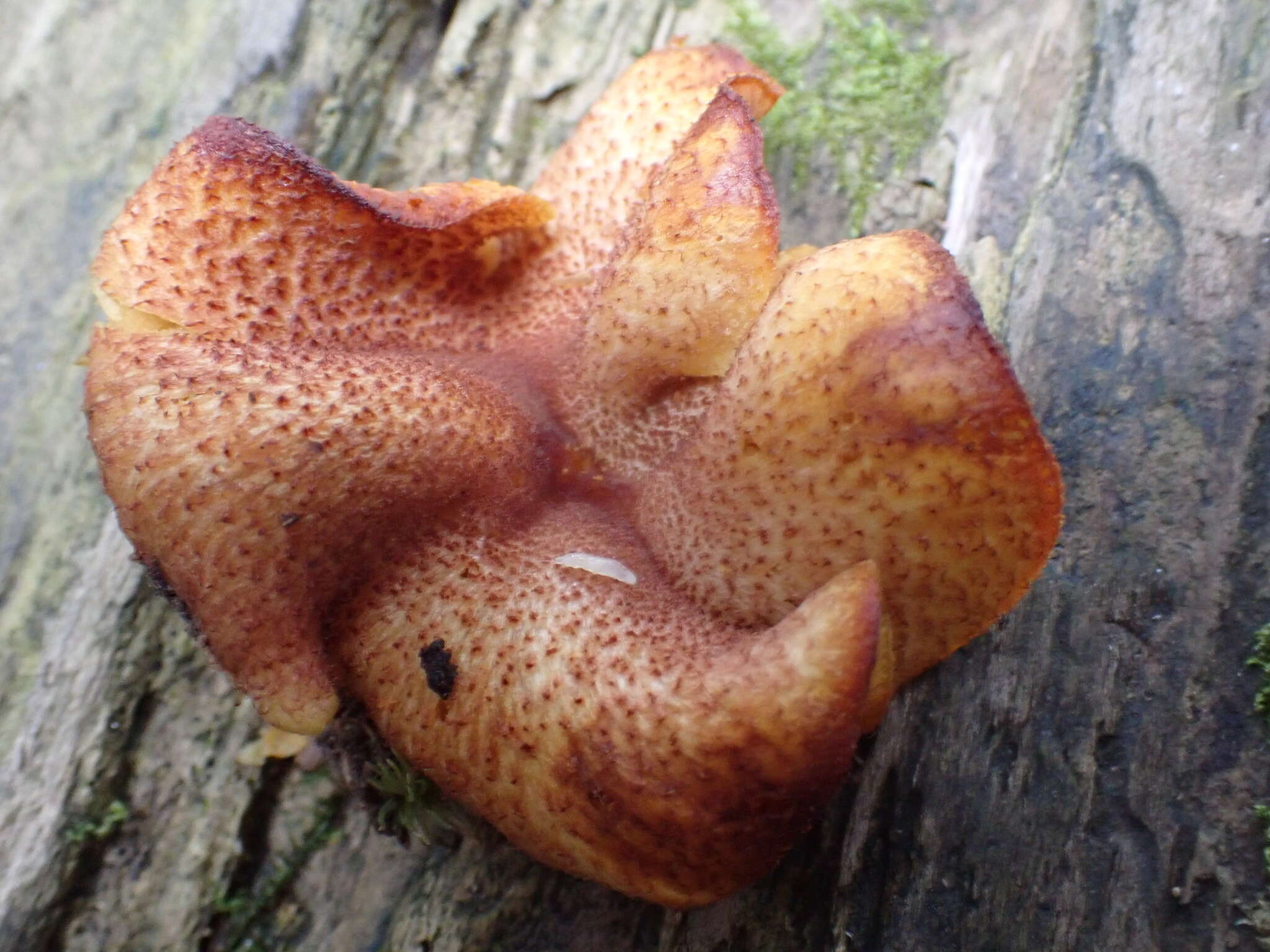 Image of Tricholomopsis flammula Métrod ex Holec 2009