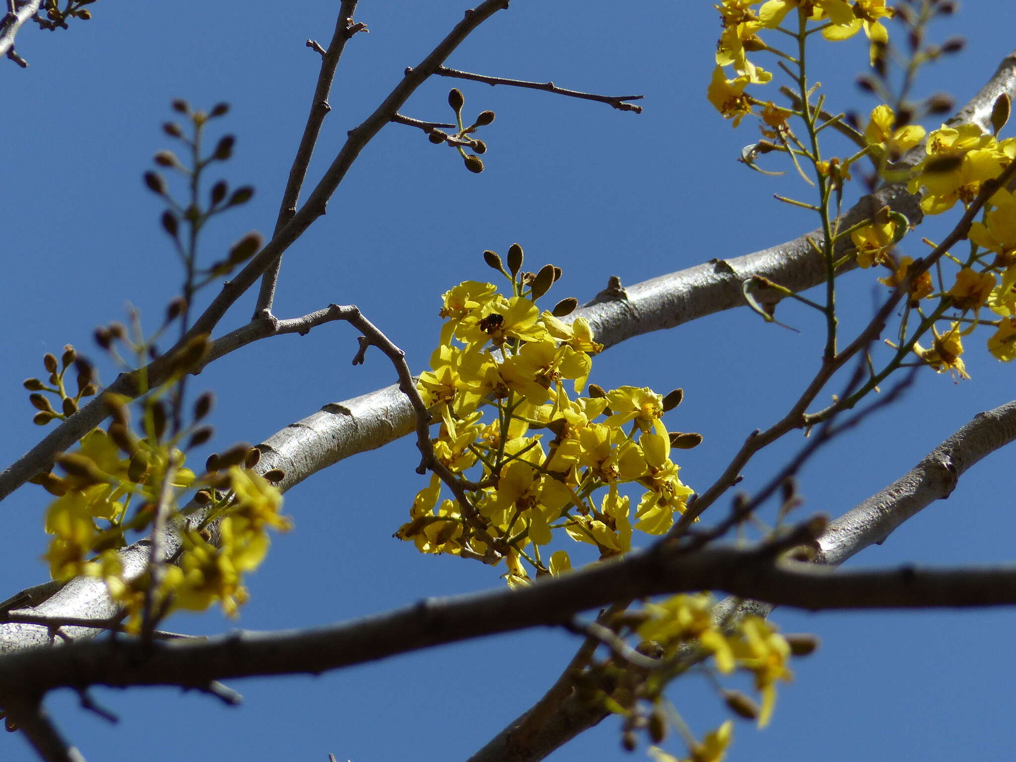 Image of <i>Cenostigma eriostachys</i>