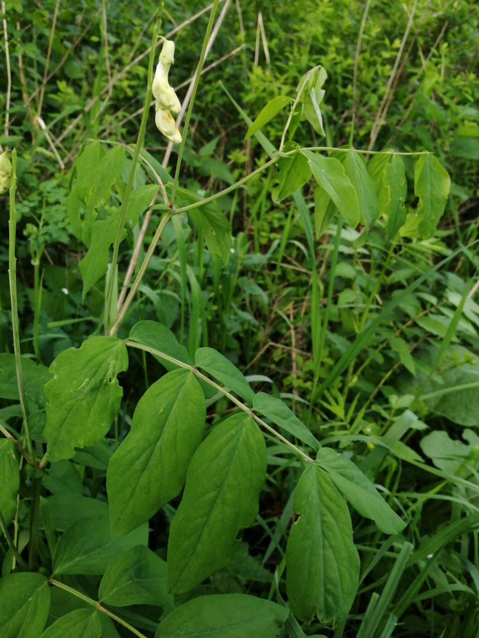 Lathyrus gmelinii Fritsch resmi