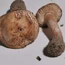 Image of Lepiota brunneolilacea Bon & Boiffard 1972