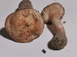 Image of Lepiota brunneolilacea Bon & Boiffard 1972