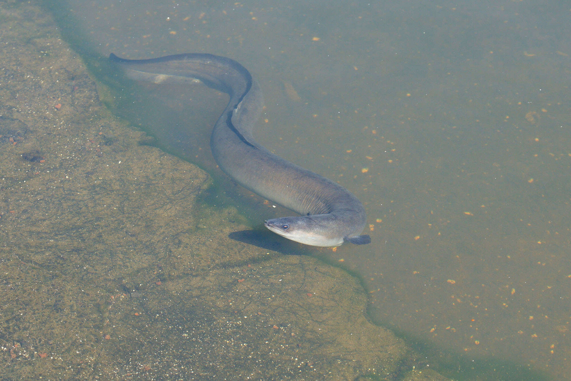 Image of short-finned eel