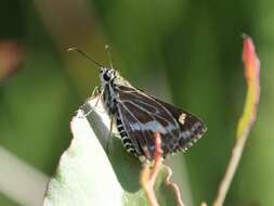 Hesperilla picta Leech 1815 resmi