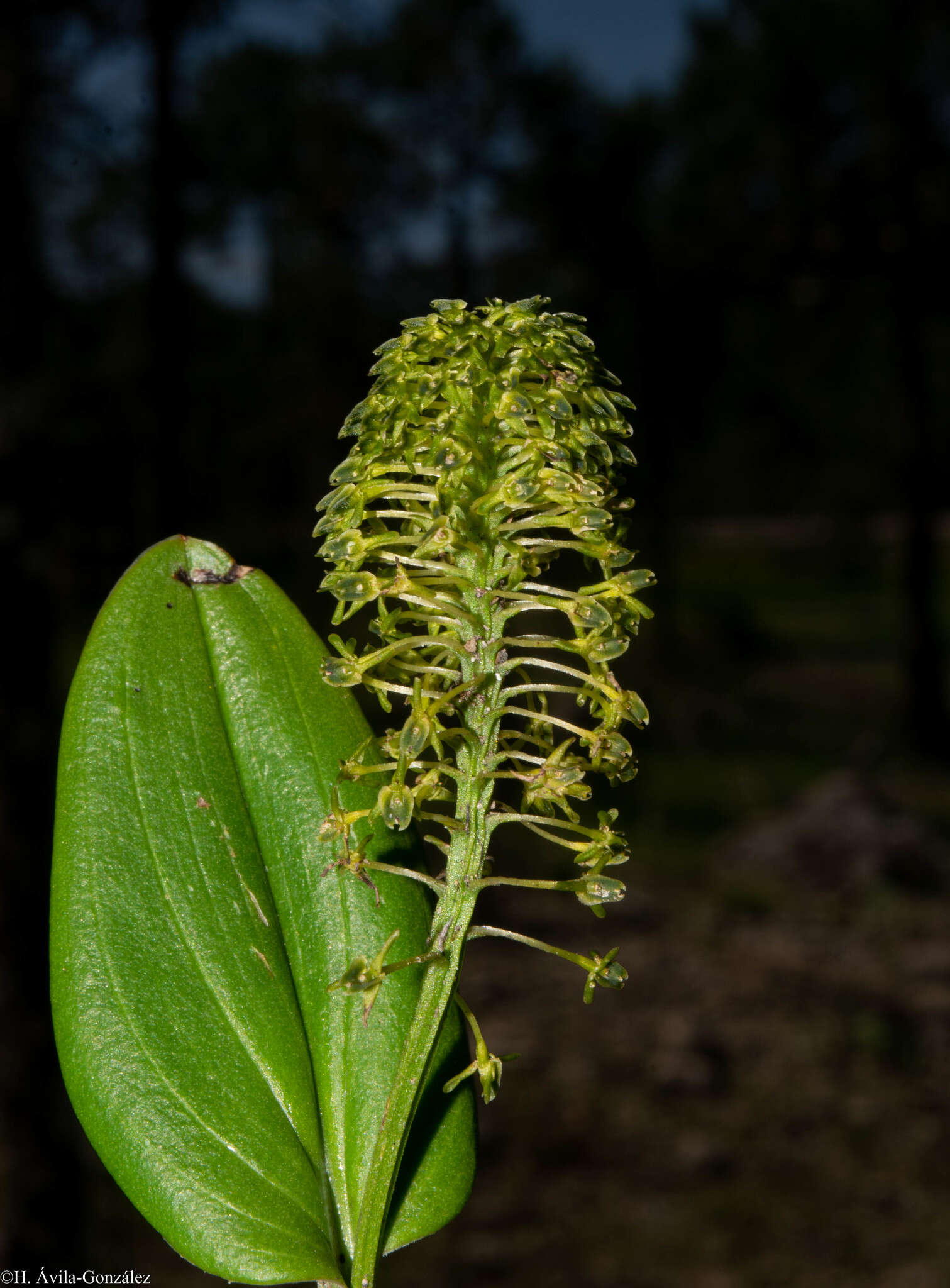 Image of Malaxis elliptica A. Rich. & Galeotti