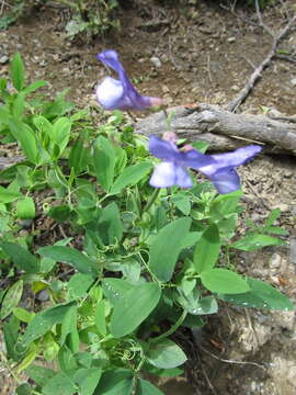 Lathyrus magellanicus Lam. resmi