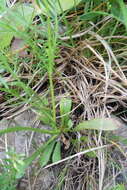 Image of Scabiosa vestina Facc. ex Koch