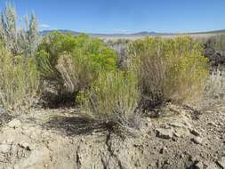 Image de Chrysothamnus viscidiflorus subsp. puberulus (D. C. Eat.) H. M. Hall & Clem.