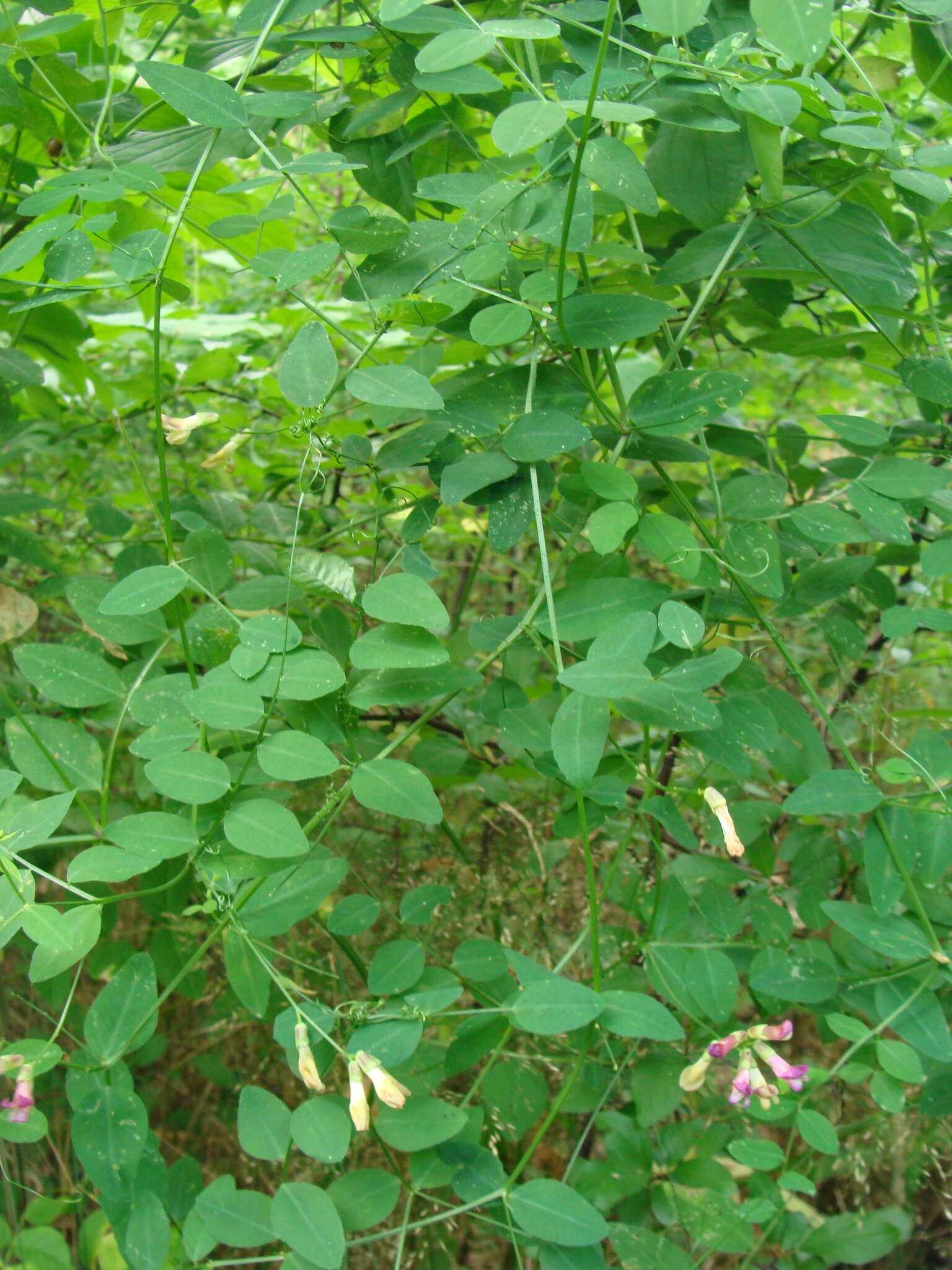 Imagem de Vicia dumetorum L.