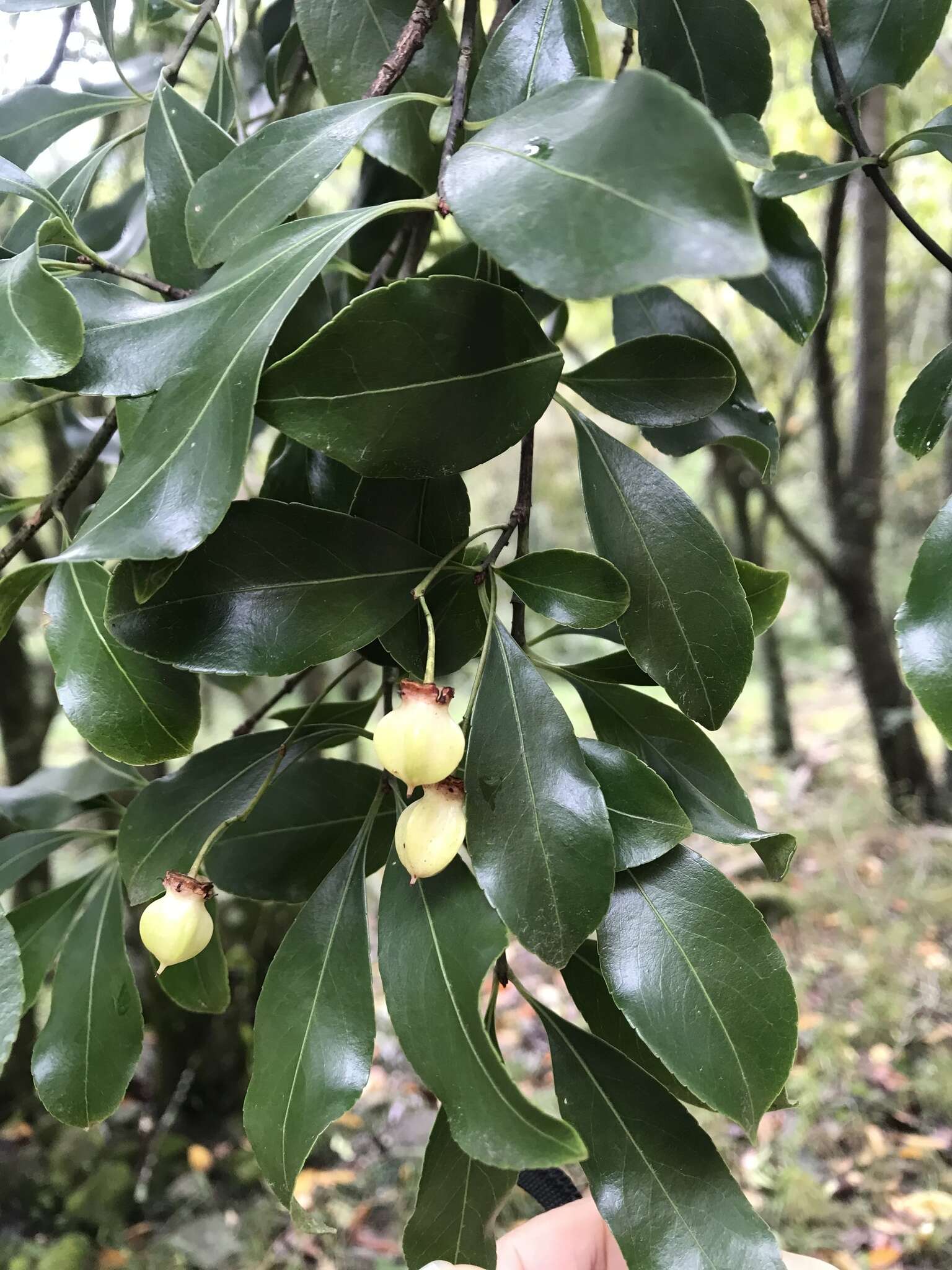 Image of Euonymus carnosus Hemsl.