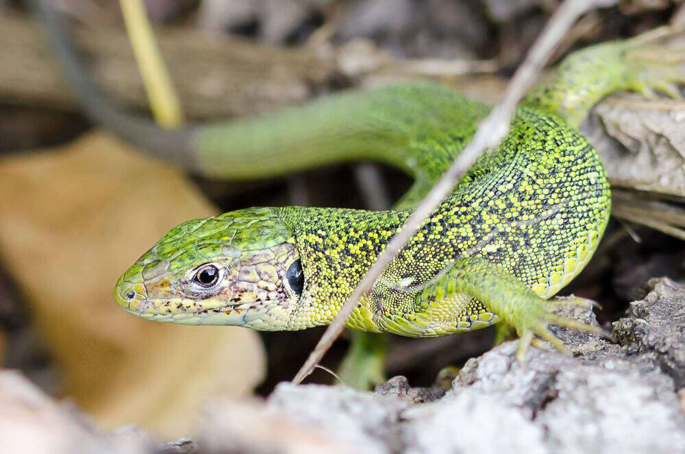 Image of Western Green Lizard