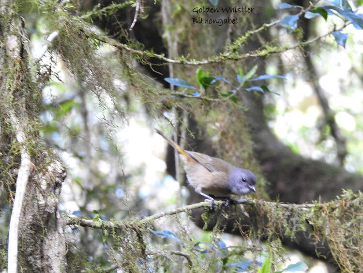 Image of Pachycephala olivacea macphersoniana White & HL 1920