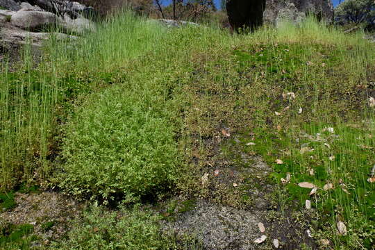 Imagem de Erythranthe filicifolia (Sexton, K. G. Ferris & Schoenig) G. L. Nesom