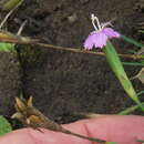 Image of Dianthus micropetalus Ser.