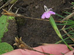 صورة Dianthus micropetalus Ser.