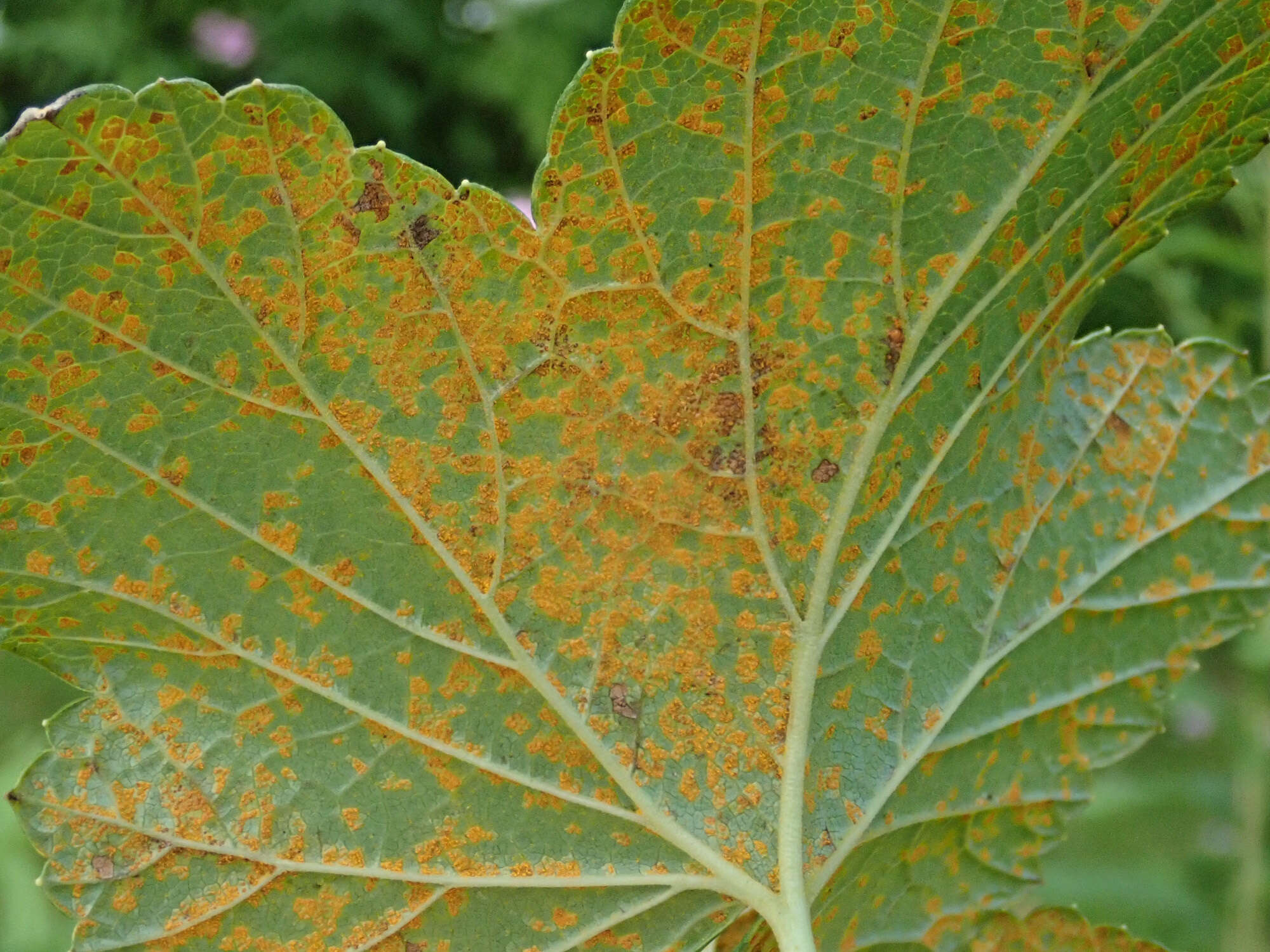 Image of White-pine blister rust