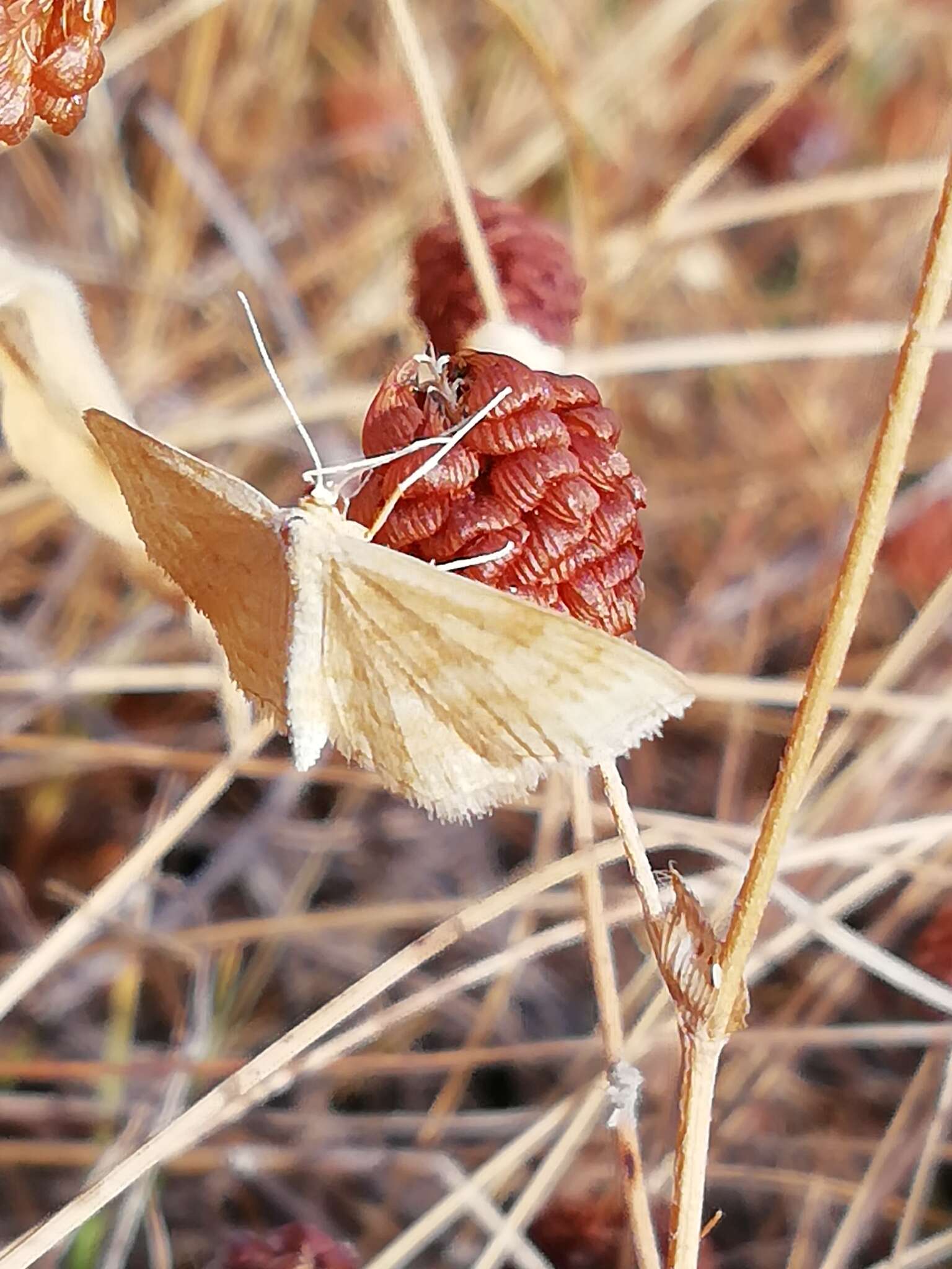 Idaea ochrata Scopoli 1763 resmi