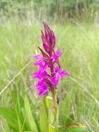 Image of Dactylorhiza elata subsp. sesquipedalis (Willd.) Soó