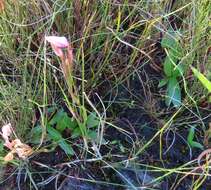 Image of Disa pillansii L. Bolus