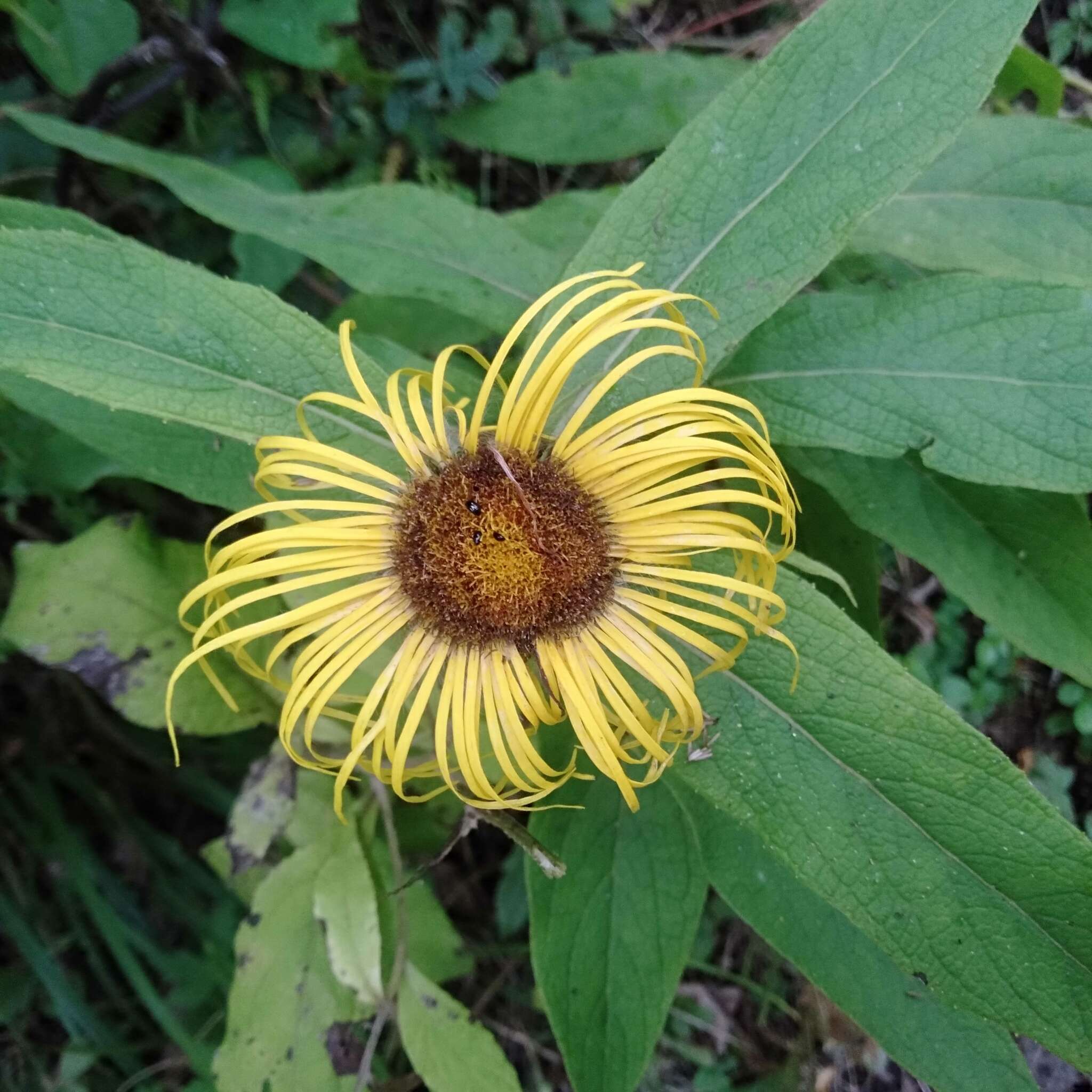 Image of Hooker's inula