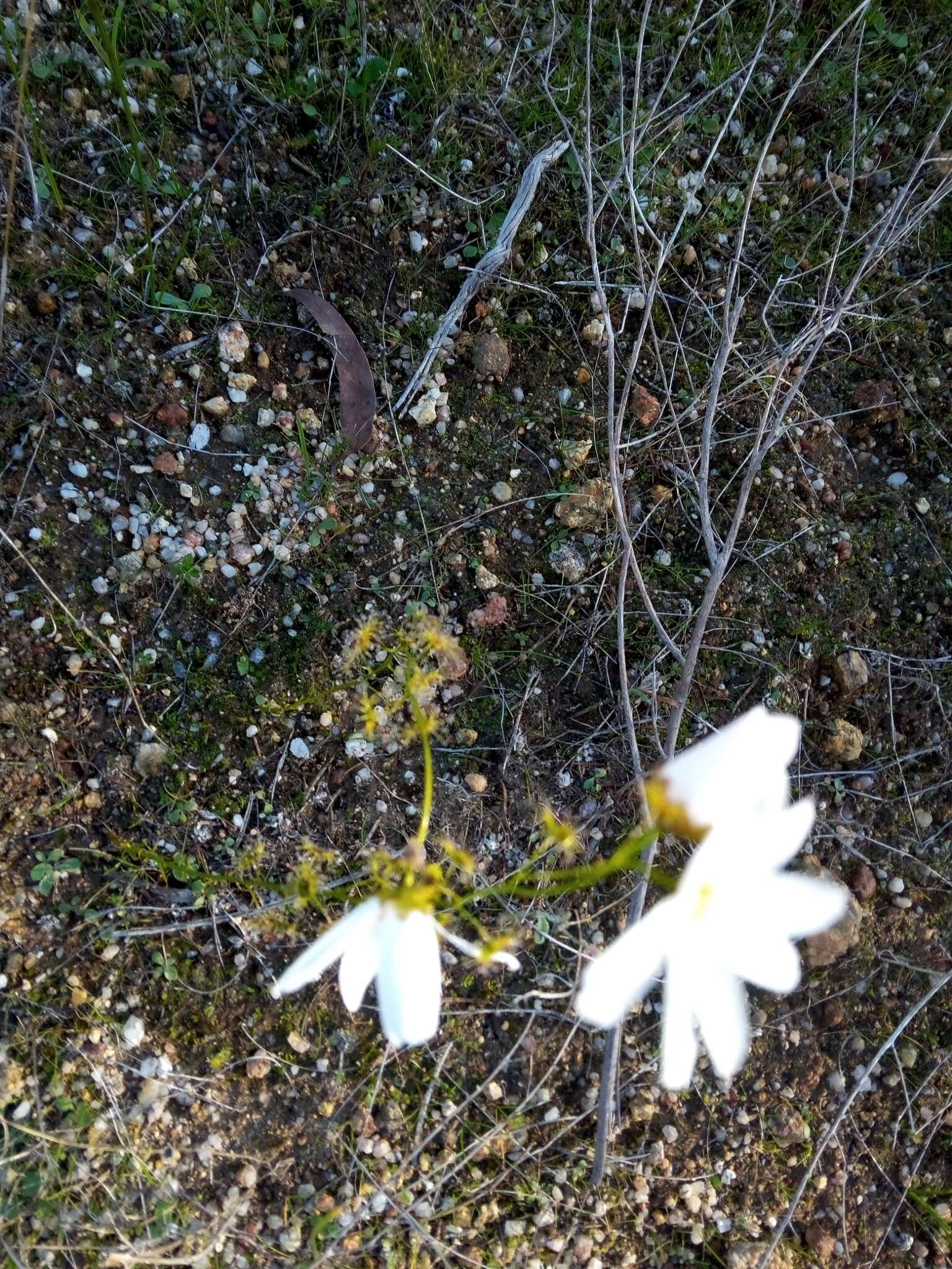 Image of Drosera heterophylla Lindl.