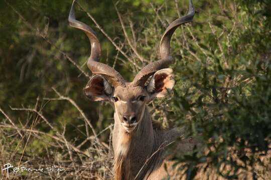 Image of Tragelaphus strepsiceros strepsiceros (Pallas 1766)